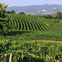Weinbaugebiet Rosalia | Rosalia wird DAC-Gebiet, Foto © seymann film.at