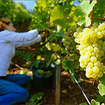 Der Weinjahrgang 2018 in den Anbaugebieten | Bundesweit erstklassige Qualitäten, Foto © DWI