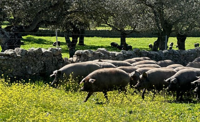 Ibérico-Schwein in Andalusien - Foto: Nikolas Rechenberg