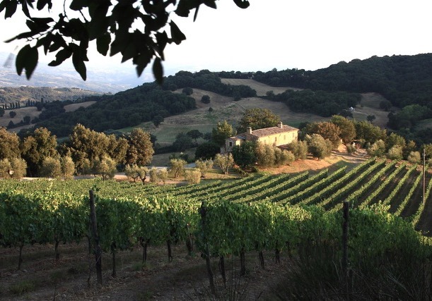 Das Weingut Podere Salicutti in Montalcino wechselt den Besitzer: Tantris-Besitzer Felix Eichbauer kauft das Weingut.