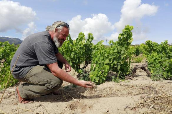 Adi Badenhorst - so gut sah es noch vor dem Mai aus - Wein aus Südafrika | Dürre bringt Winzern hohen Verlust 