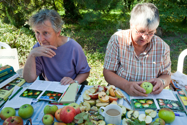 Apfelsortenbestimmung, Foto: Kerstin Zillmer