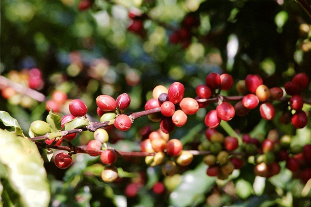 Aus der Heimat des Kaffees | Kaffa aus Äthiopien