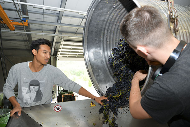Azubis in Aktion: Auf dem Weingut Köbelin konnten die Junggastronomen mit anpacken, Foto © JRE