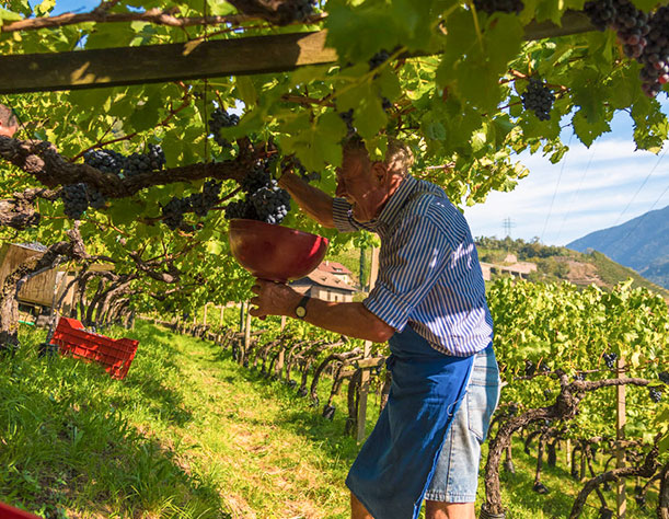 Herbert Taschler: Der wiederentdeckte Wein-Klassiker | Südtiroler Vernatsch