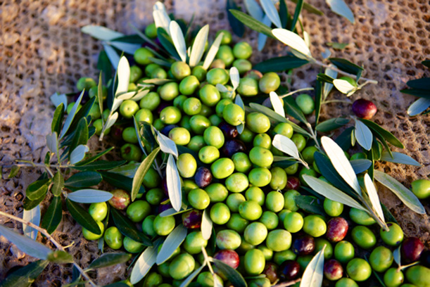 Paolo Bonomelli | Wenn Olivenbäume Leidenschaft werden