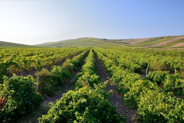 Sizilianische Weine | Abbazia Anastasia und Cantine Europa
