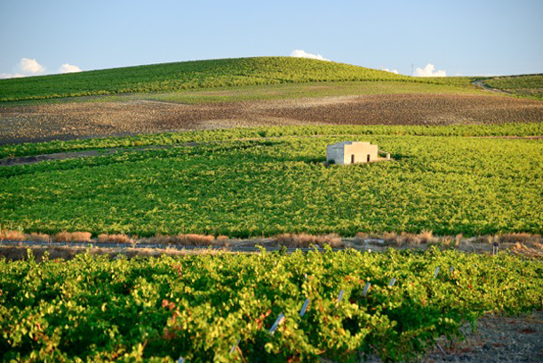 Sizilianische Weine | Abbazia Anastasia und Cantine Europa