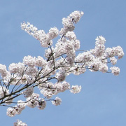 Baumblütenfest in Werder | Hochstimmung an der Havel