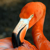 Neues Trendtier nach letztem Einhorn | Flamingo oder Alpaka, Foto © bonniemarie / fotolia.com