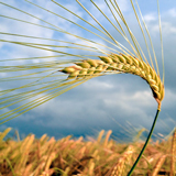 Bauern ernten weniger Getreide | Zu wenig Sonne, zu kleine Körner, Foto: pitopia / Sabine Löffler