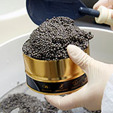 Kaviar vom Gardasee | Europas größte Kaviarproduktionsstätte
