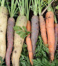 Gartentipp Karotten