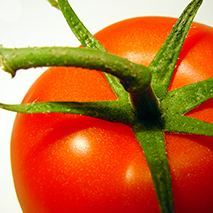 Tomaten als Sammelobjekt | Von klassisch rot bis schwarz