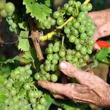 Weinanbau Deutschland | Winzer pflanzen mehr weiße Sorten, Foto © Deutsches Weininstitut (DWI)