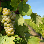 Brandenburger Wein | Winzer rechnen mit guter Ernte, Foto: pitopia/Bilderwerk