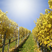 Klimawandel ändert Wetter-Formel für gute Weinernte in Frankreich, Foto: pitpia/Dieter Pregizer