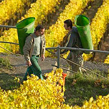 Hoher Ertrag und beste Qualität in Franken | Wein für die Geschichtsbücher, Foto © DWI