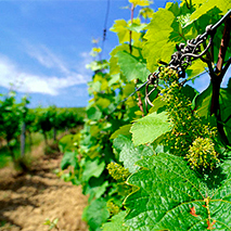 Calardis blanc, Cabernet Cortis und VB Cal 6-04 | Neue Rebsorten trotzen Klimawandel, Foto © DWI
