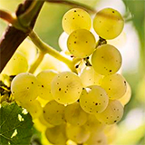 Weinlese Rheinland-Pfalz: Weintrauben reifer als letztes Jahr, Foto © DWI