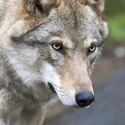 In Brandenburg soll es wieder Wölfe geben, Foto © fotolia / andamanec