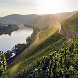 DWI-Bericht der 13 Weinanbaugebiete | Der Weinjahrgang 2016, Foto: Mosel-Steillagen © DWI
