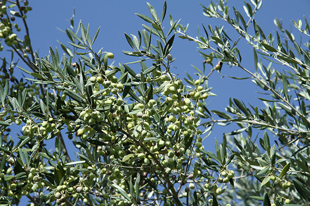 Aufregend rau mit wunderbar grüne Aromen | Das Primario-Olivenöl