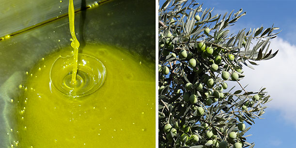 Aufregend rau mit wunderbar grüne Aromen | Das Primario-Olivenöl