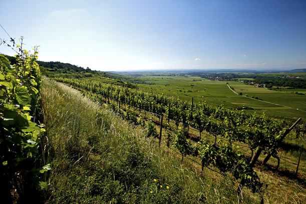 Österreich Weinjahr 2015 | Jahr der Freude für Weinfreunde, © ÖWM / Herbert Lehmann