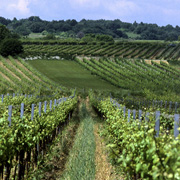 Wein und Sekt aus Österreich | Bekenntnis zur Nachhaltigkeit, Foto © ÖWM