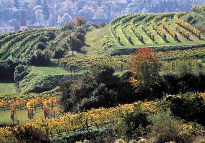 Weingärten im Herbst in dem Weinbaugebiet Traisental in Niederösterreich, Foto © ÖWM / Himml