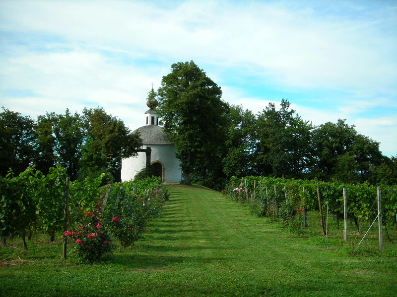 Weingärten in Kapfenstein in der Südoststeiermark Foto: ÖWM