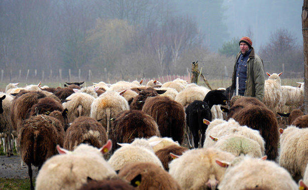 Friedhelm Plaß treibt die Schafe zur Koppel., Foto: rbb/W. Groh