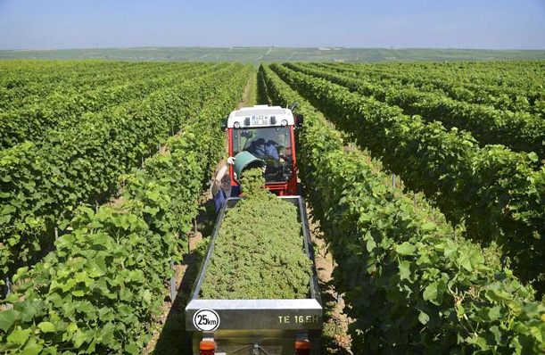 Weinanbau Deutschland | Winzer pflanzen mehr weiße Sorten, Foto © Deutsches Weininstitut (DWI)