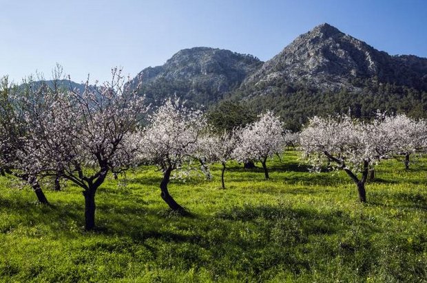 Blühende Mandelbäume in einer Plantage auf Mallorca Foto: imago images / CHROMORANGE