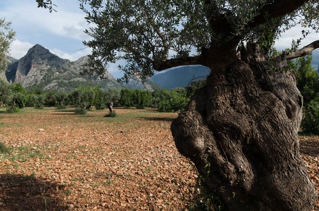 Olivenbäume auf Mallorca Foto: IMAGO / Margit Wild