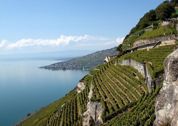 Lavaux - Canton de Vaud - Foto: Vins  Vaudois/Swiss Wine