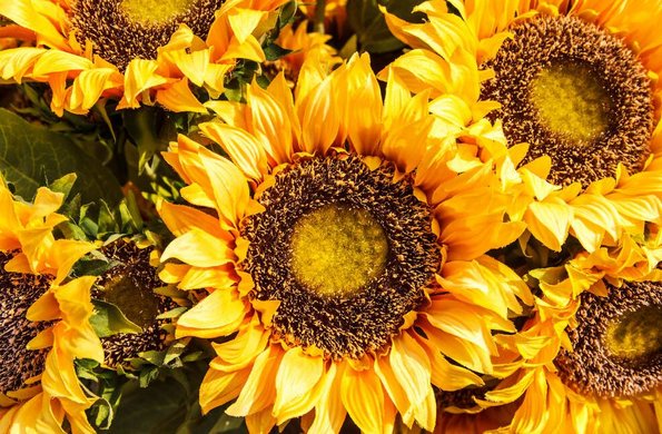 Sonnenblumen Foto: IMAGO / YAY Images