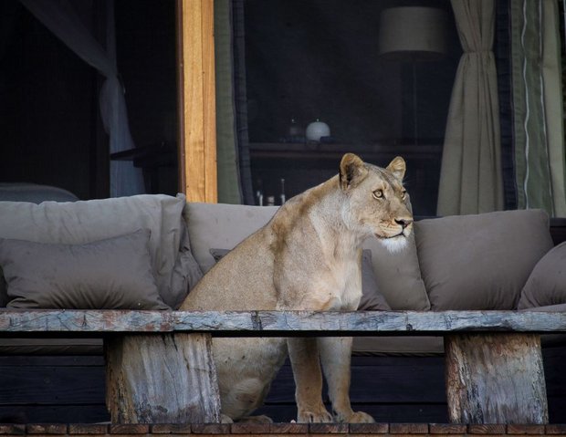 Foto-Galerie: Mara Plains Camp (Relais & Châteaux) - Wilderness Safaries - Thanda Safari - Howard/Allen/Sperka