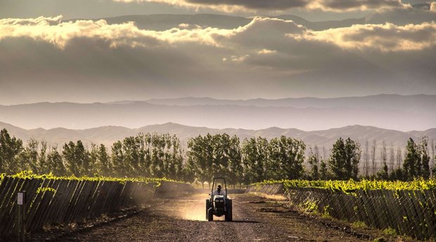 Weinbau in Mendoza - Argentinien - Fotos: Dieter Meier Group
