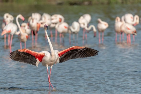 Rosa Flamingos im Saintes Maries de la Mer, Parc naturel regional de Camargue Foto: IMAGO / imagebroker