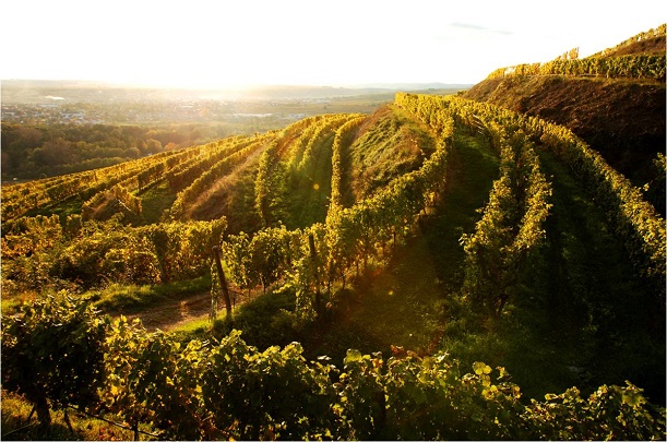 Das Weingut Fred Loimer aus dem Kamptal ist eines der Vorreiter für bio-dynamischen Wein in Österreich und gehört zur Winzer-Gruppe respekt.